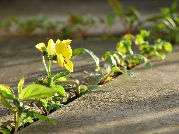 Blume im Beton